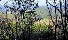 IMG_9799.JPG