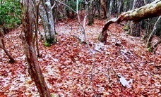 IMG_9798.JPG
