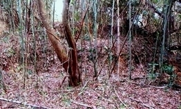 IMG_0011.JPG