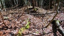 IMG_0118.JPG