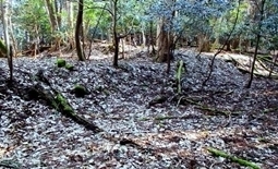 IMG_0148.JPG