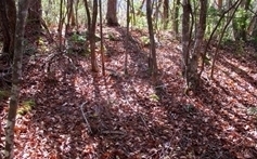 IMG_0870.JPG
