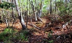 IMG_0874.JPG
