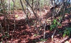 IMG_0877.JPG