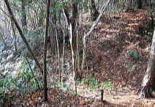 IMG_2597111.jpg